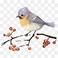 鸟画-鸟坐在树枝上,上面有红色浆果-空若网 鸟画-鸟坐在树枝上,上面有红色浆果-空若网