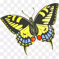 蝴蝶园艺昆虫剪贴画-蝴蝶-空若网 蝴蝶园艺昆虫剪贴画-蝴蝶-空若网