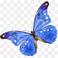 蝴蝶昆虫桌面壁纸夹艺术-蝴蝶-空若网 蝴蝶昆虫桌面壁纸夹艺术-蝴蝶-空若网