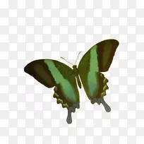 蝴蝶剪贴画-昆虫-空若网 蝴蝶剪贴画-昆虫-空若网