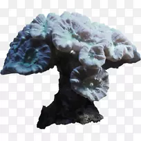 主页电子邮件剪辑艺术-海星-空若网 主页电子邮件剪辑艺术-海星-空若网