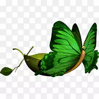 蝴蝶昆虫摄影剪贴画-蝴蝶-空若网 蝴蝶昆虫摄影剪贴画-蝴蝶-空若网