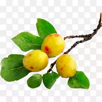 八角果树花杏-空若网 八角果树花杏-空若网