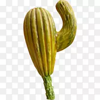 蔬菜葫芦瓜果仙人掌-空若网 蔬菜葫芦瓜果仙人掌-空若网