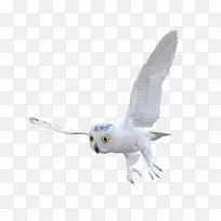 ����èͷӥ�����ʼ���������-èͷӥ-������