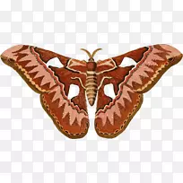 蝴蝶蛾蚕夹艺术-昆虫-空若网 蝴蝶蛾蚕夹艺术-昆虫-空若网