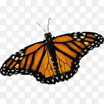 帝王蝴蝶t恤昆虫剪贴画昆虫-空若网 帝王蝴蝶t恤昆虫剪贴画昆虫-空若网