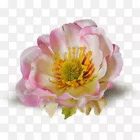 ����ֲ�ﻨ��ĵ��-��л-������