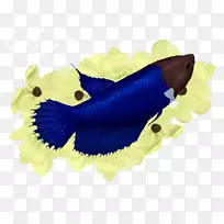 海洋,海洋生物,钴蓝,电蓝生物-贝塔-空若网 海洋,海洋生物,钴蓝,电蓝生物-贝塔-空若网