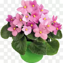 花卉紫罗兰花卉设计剪贴画.紫罗兰-空若网 花卉紫罗兰花卉设计剪贴画.紫罗兰-空若网