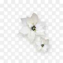 切花,花茶,玫瑰植物-丘比特-空若网 切花,花茶,玫瑰植物-丘比特-空若网