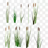 夏尔普斯剪贴画-蟑螂-空若网 夏尔普斯剪贴画-蟑螂-空若网