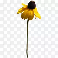 菊花-菊花-空若网 菊花-菊花-空若网