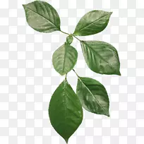 叶植物茎博客投票-咖啡豆-空若网 叶植物茎博客投票-咖啡豆-空若网