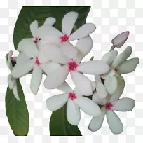 开花植物花瓣-主奎师那-空若网 开花植物花瓣-主奎师那-空若网