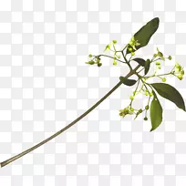 开花植物茎图艺术家-冰-空若网 开花植物茎图艺术家-冰-空若网