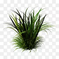 草、甜草、室内植物、陆生植物-草-空若网 草、甜草、室内植物、陆生植物-草-空若网