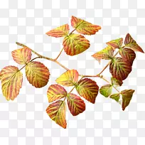 开花植物叶树-秋季-空若网 开花植物叶树-秋季-空若网