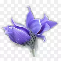 花白头翁专利博客剪贴画-紫色番红花-空若网 花白头翁专利博客剪贴画-紫色番红花-空若网