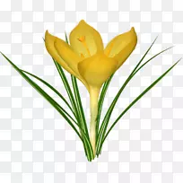 番红花开花番红花-空若网 番红花开花番红花-空若网