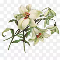 ����ڰٺϼ�����-�ٺϻ�͸��ͼ��-������