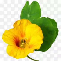 开花植物一年生植物花瓣-花-空若网 开花植物一年生植物花瓣-花-空若网