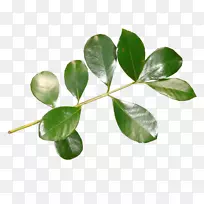 �������Ͷ���������Ҷ-������