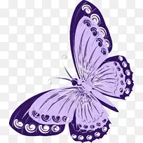 王蝶昆虫丁香蝶-空若网 王蝶昆虫丁香蝶-空若网