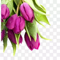 郁金香热切花百合-空若网 郁金香热切花百合-空若网