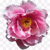 花园花开桌面壁纸-花-空若网 花园花开桌面壁纸-花-空若网