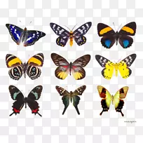 蝴蝶蛾昆虫若虫科剪贴画-蝴蝶-空若网 蝴蝶蛾昆虫若虫科剪贴画-蝴蝶-空若网