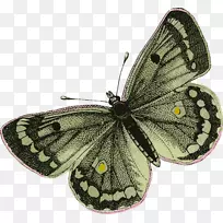 蝴蝶虫蛾剪贴画-翅膀-空若网 蝴蝶虫蛾剪贴画-翅膀-空若网