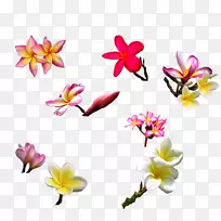 花卉图计算机文件-法国兰花-空若网 花卉图计算机文件-法国兰花-空若网