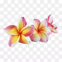 兰花水彩画-免费拉料-空若网 兰花水彩画-免费拉料-空若网