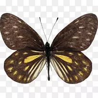 燕尾蝴蝶女王亚历山德拉的鸟翼澳大利亚王国-蝴蝶-空若网 燕尾蝴蝶女王亚历山德拉的鸟翼澳大利亚王国-蝴蝶-空若网