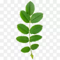 叶植物茎博客春季rss-绿叶-空若网 叶植物茎博客春季rss-绿叶-空若网