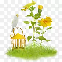 摄影复活节照片-鸟类-空若网 摄影复活节照片-鸟类-空若网