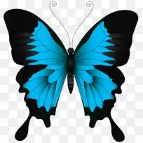 燕尾蝴蝶帕皮利奥尤利西斯剪贴画-蓝色蝴蝶PNG剪贴画图片-空若网 燕尾蝴蝶帕皮利奥尤利西斯剪贴画-蓝色蝴蝶PNG剪贴画图片-空若网