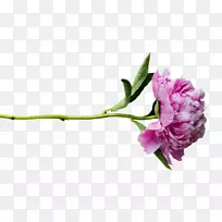 牡丹-牡丹透明-空若网 牡丹-牡丹透明-空若网