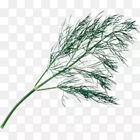 ֲ��֦��-������