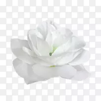 花白花瓣白玫瑰-空若网 花白花瓣白玫瑰-空若网