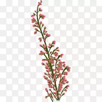 花卉花瓣素描-空若网 花卉花瓣素描-空若网