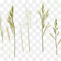 草本植物茎夹艺术-草-空若网 草本植物茎夹艺术-草-空若网