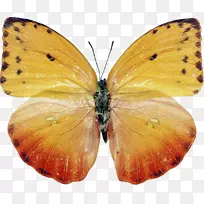 蝴蝶昆虫蛾摄影-蝴蝶-空若网 蝴蝶昆虫蛾摄影-蝴蝶-空若网