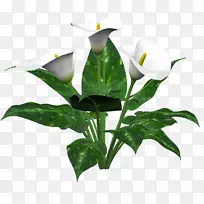 百合花百合-空若网 百合花百合-空若网