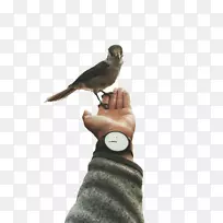 鸟博客如纽扣-猕猴桃鸟-空若网 鸟博客如纽扣-猕猴桃鸟-空若网