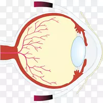 人眼工作表视网膜-空若网 人眼工作表视网膜-空若网