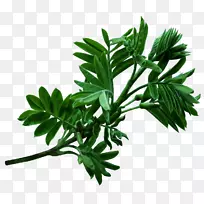 动画鹦鹉树剪贴画-叶-空若网 动画鹦鹉树剪贴画-叶-空若网