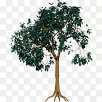 树木摄影树枝-空若网 树木摄影树枝-空若网