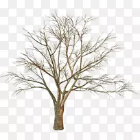 木本植物树枝-空若网 木本植物树枝-空若网